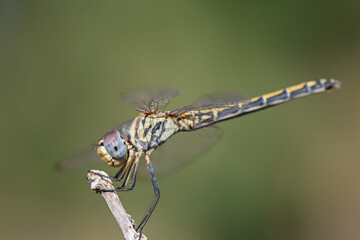Dragonfly Perched on Branch at Cyprus Sunset
