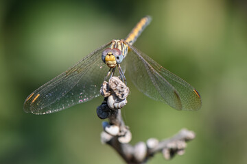 Dragonfly Perched on Branch with Green Background