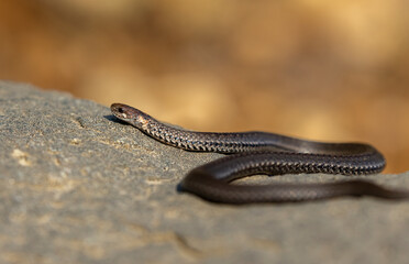 Red-bellied snake