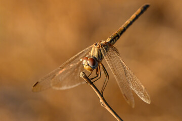 Close-Up of Dragonfly on Branch in Sunset in Nature