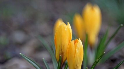 Fototapeta premium Three yellow crocuses are growing in the grass. Crocus flowers in spring. Close up of a flowering flower in a garden with pink petals. Three yellow crocuses are sprouting in the grass lifestyle.