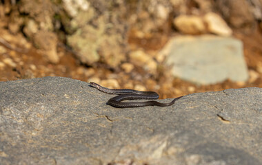 Red-bellied snake