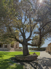 Large elm tree casting shade in courtyard with stone church and pathway