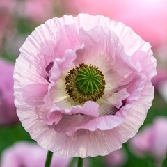 Close-up of a delicate, pastel pink poppy