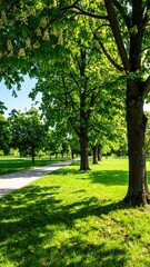 Fototapeta premium Lush parkland scene with trees lining a path