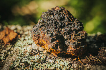 Close-up of a wild Chaga mushroom growing on birch bark, showing its cracked black surface and rusty brown tones, used in teas and natural remedies. Inonotus obliquus