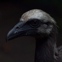 Archaeopteryx