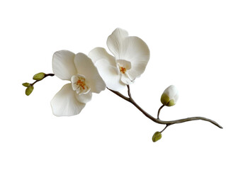 White phalaenopsis moth orchid flowers with buds png