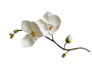 White phalaenopsis moth orchid flowers with buds png