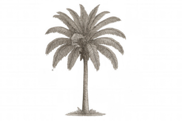 Pencil drawing of a palm tree isolated on transparent background, perfect for travel or tropical-themed projects