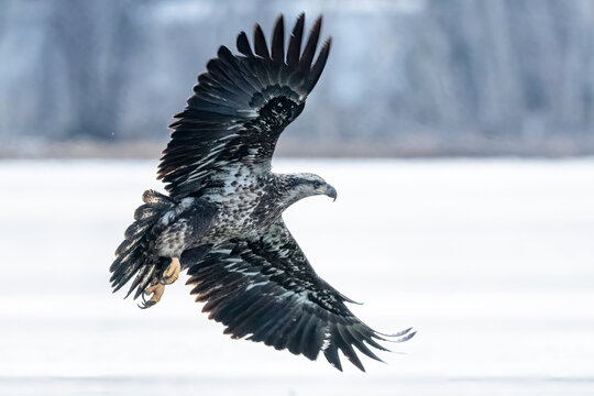 juvenile american bald eagle in flight over ice with wings splayed