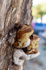 ​A Large Bracket Fungus on a Tree Trunk