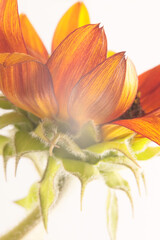 Smoke cose-up selective soft focus orange, yellow, red decorative Sunflower flower bud petals on light. Natural macro blur background