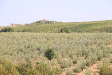 Rural landscape with cultivated land in Tuscany in Italy