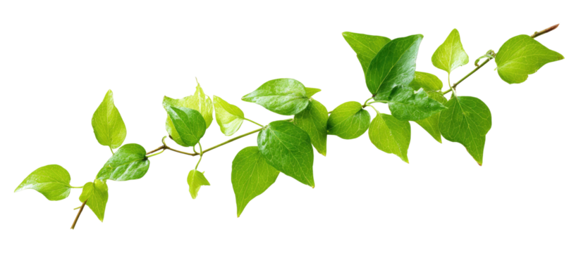 A branch of vibrant green leaves extends horizontally, edged in yellow