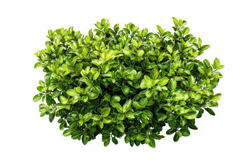 Naklejka premium Dense cluster of vibrant green foliage