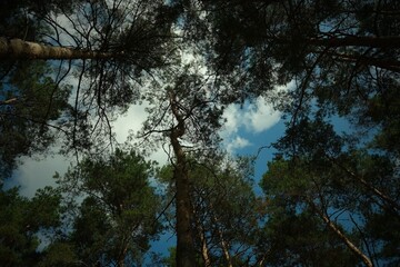 Upward view of tall pine trees against blue sky with scattered clouds in a serene forest canopy scene
