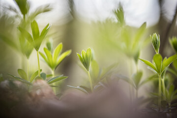 Artistic macro of multiple fresh sweet woodruff plants with shallow depth of field 
