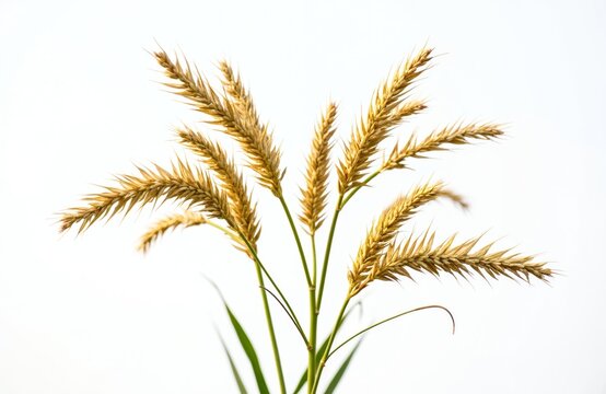 Close-up of Eleusine coracana, known as finger millet Ragi, annual herbaceous plant widely grown as cereal crop in Africa, Asia. Image highlights golden grains, green stalks against clean white
