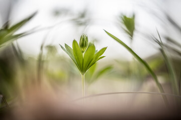Artistic macro of fresh sweet woodruff plant with shallow depth of field 
