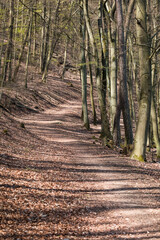 Sunlit forest path in early spring with fallen leaves and shadows 
