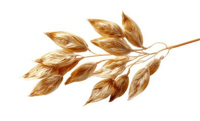 Close-up of a dried, golden-brown seedhead, with delicate, feathery bracts, on a thin stem