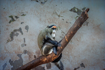 A colourful De Brazza's monkey sitting on a large branch - side profile