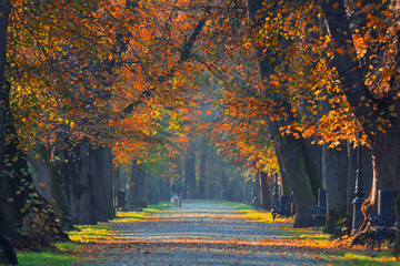 Fototapeta premium A beautiful autumn morning in the park (Silesian Voivodeship, Poland), background or wallpaper for your project