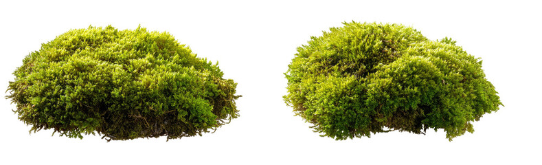 Obraz premium Two clumps of vibrant green moss