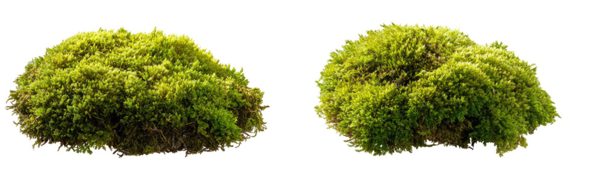 Two clumps of vibrant green moss