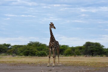 Giraffe (giraffa camelopardalis) im Etoscha Nationalpark in Namibia