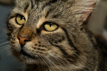 Close up portrait of tabby cat with green eyes. Macro shot pet photography. Domestic animal and veterinary care concept for design and print