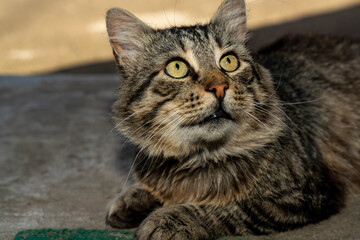 Close up portrait of tabby cat with green eyes. Macro shot pet photography. Domestic animal and veterinary care concept for design and print