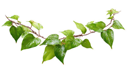 Fototapeta premium A close-up of a vine branch with vibrant green leaves. The leaves are slightly serrated and appear dewy, showcasing a healthy growth. 