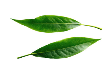 Obraz premium Close-up of two vibrant green leaves, slightly overlapping, against a black background. The leaf veins are visible, and the edges are sharply defined