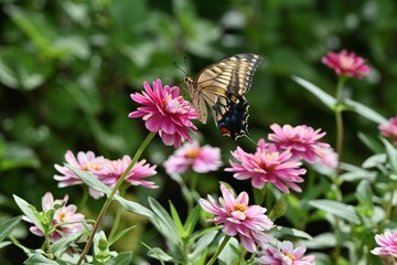 Zinnia flowers add color to flower beds. Asteraceae annual plants. These flowers bloom for a long period of time, from May to October.
