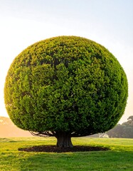 Lush, spherical tree on a grassy lawn