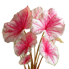 Cluster of vibrant pink and white Caladium leaves