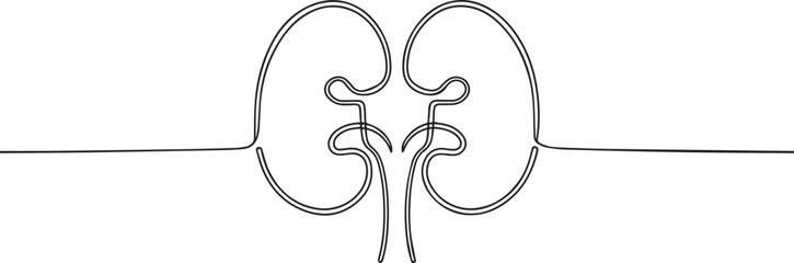 human organ kidney one continuous line art, Vector illustration, One line art, Line art graphic style