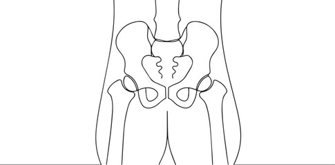 Human pelvic bone one continuous line art, Vector illustration, One line art, Line art graphic style