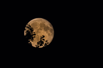 Vollmond vom September 2025 mit Blättern und Ästen als Silhouette vor dem Mond © Mike