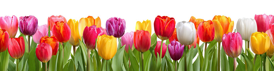 Fototapeta premium Colorful tulips in a vibrant spring display