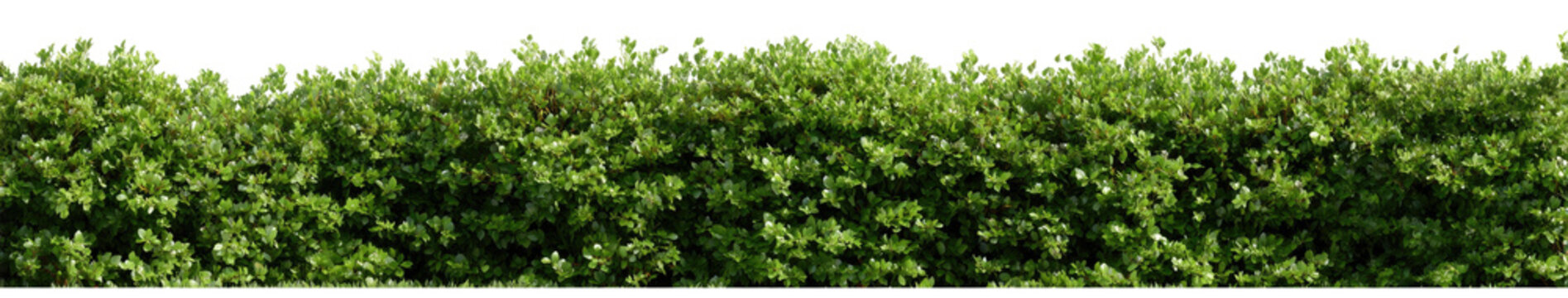 Dense, horizontal hedge of vibrant green foliage