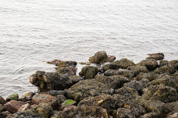 Fototapeta premium Seaweed-covered rocks by the serene Icelandic shoreline in tranquil coastal scenery