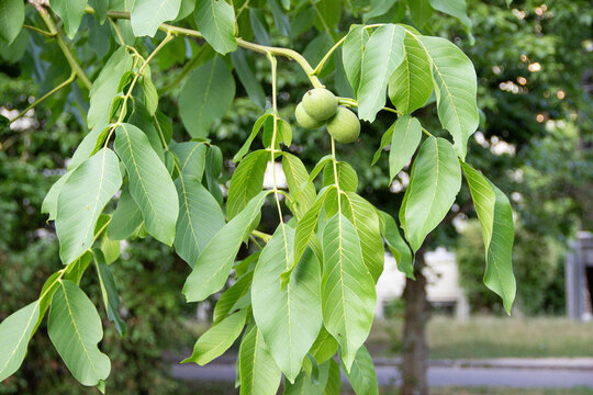 Green leaves of a walnut tree with unripe nuts hanging, showcasing vibrant foliage and natural beauty in a lush outdoor environment, perfect for nature enthusiasts and botanical studies