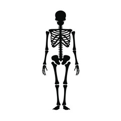 Anatomical human skeleton full body front view silhouette medical science educational concept silhouette