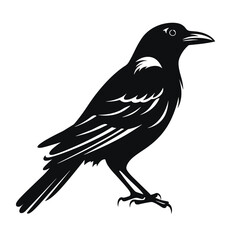 Obraz premium Silhouette of a detailed crow standing profile view against silhouette
