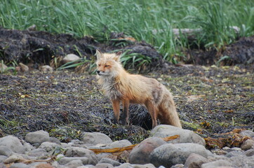 red fox