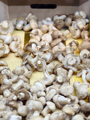 champiñones y setas comestibles en el mercado