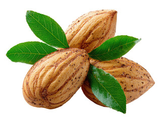Three almonds with leaves.  Close-up of light brown nuts with  dark speckles and fresh green leaves